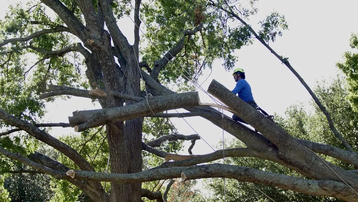 Professional Crown Thinning performed by certified arborists in Harrisville