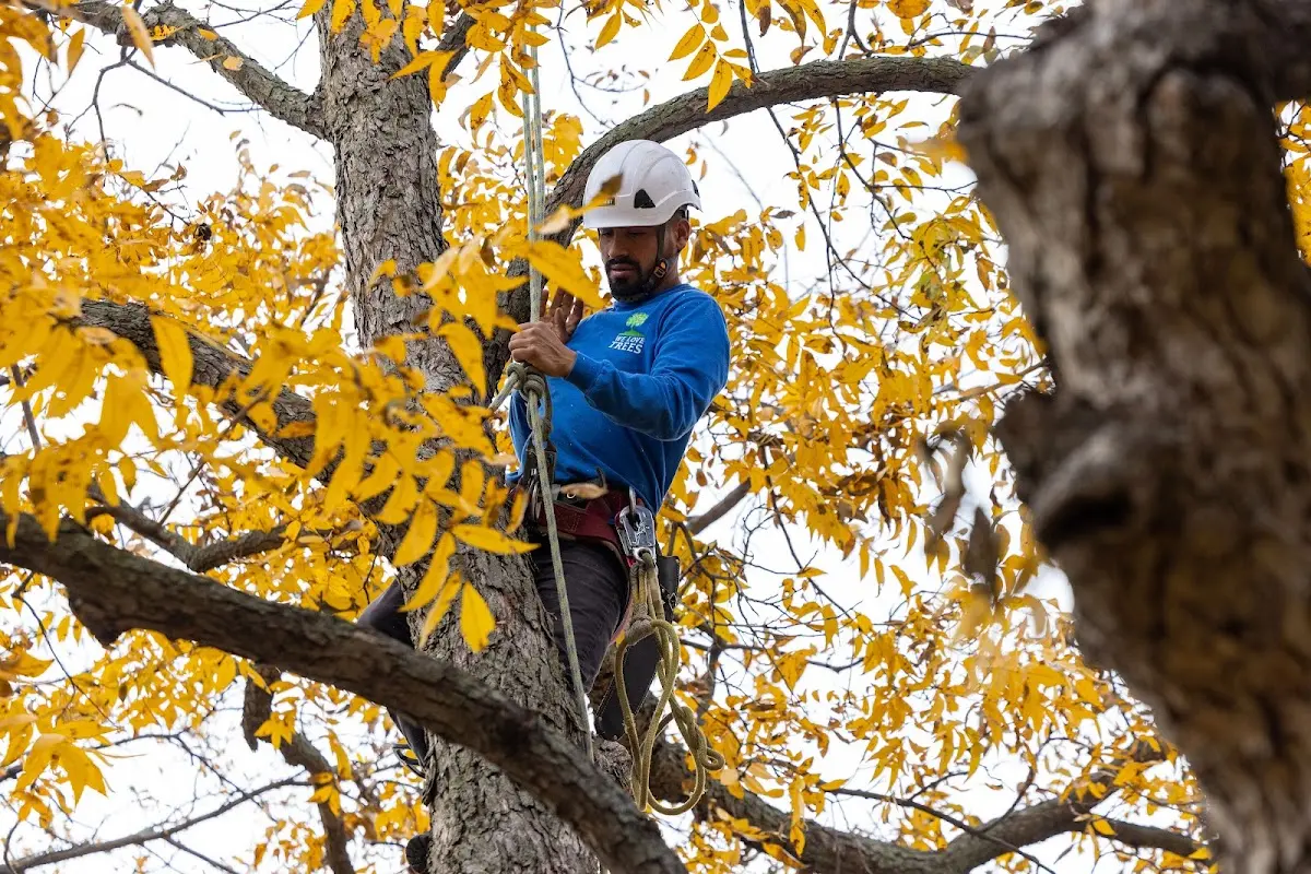 Skilled Tree Transplanting crew working in Harrisville